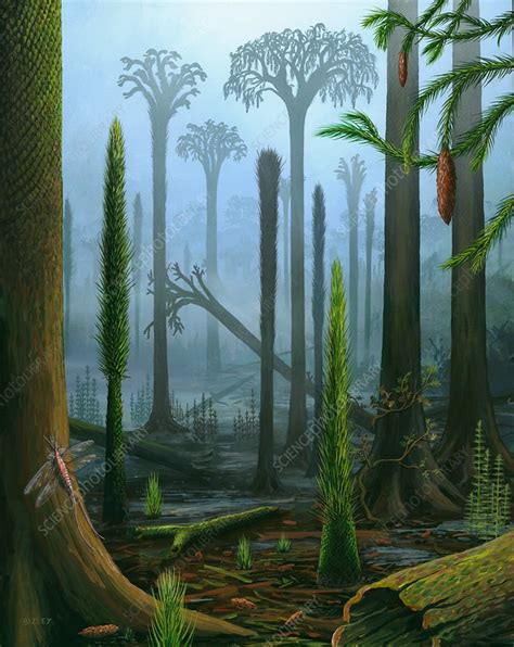 carboniferous period plants